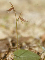 Gnat Orchid