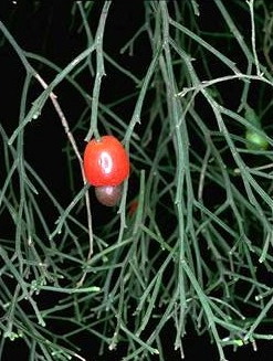 Native Cherry