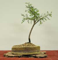 photo of bonsai - click to enlarge