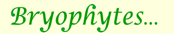 Bryophytes
