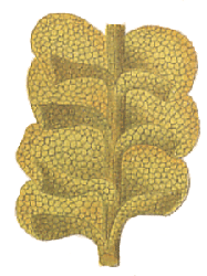 Jungermannia saxicola : Hahn illustration