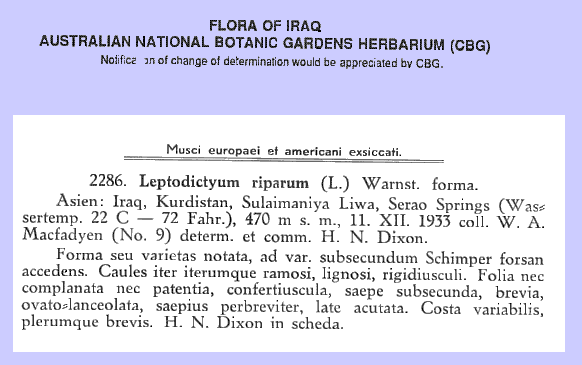 Iraq moss label - Leptodictyum riparum