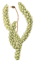 Pterygophyllum lucens : Migula illustration