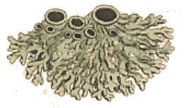 Lichen elaeinus : Smith illustration
