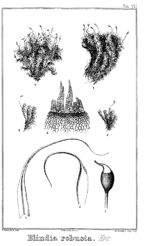 Blindia robusta, from von Mueller's Analytical Drawings