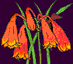 Christmas Bells