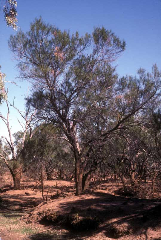 photo: Acacia stenophylla