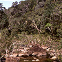 Streambank vegetation and rainforest, Claudie River above Claudie Falls, QLD
