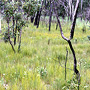 Open forest, wet season, Melville Island, NT