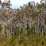 Forest dominated by Melaleuca viridiflora, Cardwell, QLD
