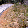 Road verge in dense shrubby forest, Woronora Dam road, NSW