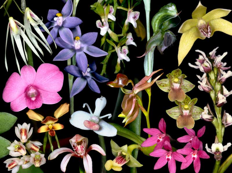 orchid_collage-800.jpg