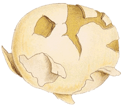 Bovista olivacea: Cooke illustration