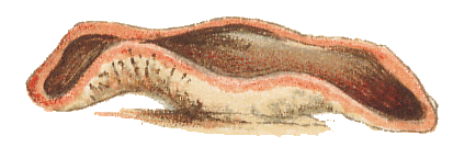 Phillipsia subpurpurea, Cooke illustration