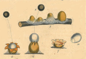 part of Greville's illustration, click for full plate