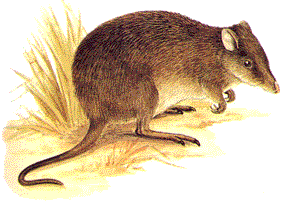Caley illustration: Long-nosed Potoroo (Potorous tridactylus)