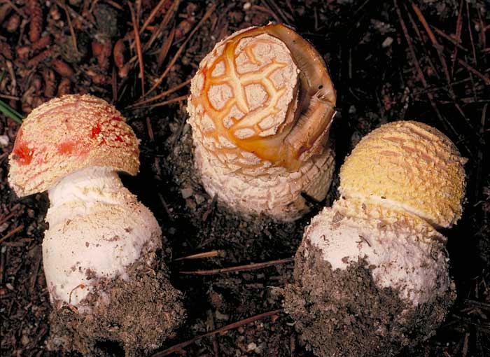photo: Amanita muscaria - young fungi