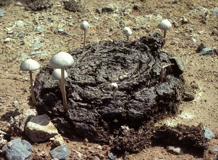 photo: Fungus (probably Panaeolus sp.) growing from buffalo dung