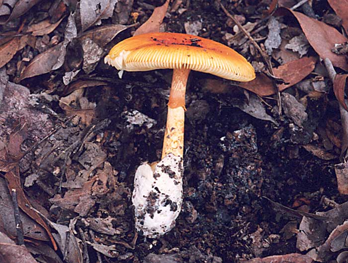 Amanita sp.aff. hemibapha