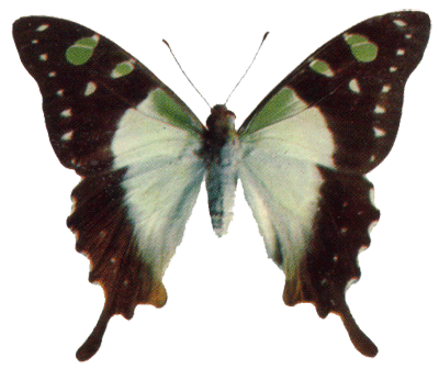 Macleay Swallowtail Butterfly
