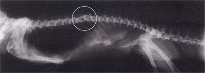 Water Dragon X-Ray broken back