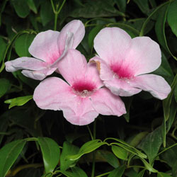 Pandorea jasminoides flowers