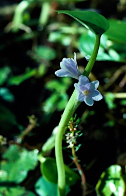 APII jpeg image of Pontederia cyanea  © contact APII