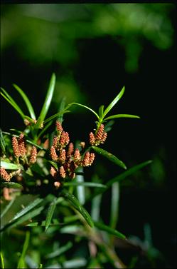 APII jpeg image of Podocarpus spinulosus  © contact APII
