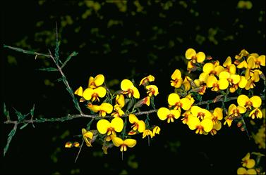 APII jpeg image of Dillwynia ramosissima  © contact APII