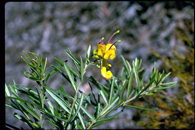 APII jpeg image of Grevillea alpina 'Gold Rush'  © contact APII