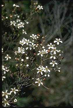 APII jpeg image of Leptospermum parvifolium  © contact APII