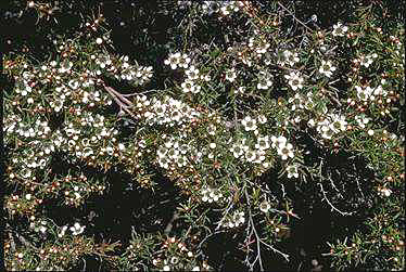 APII jpeg image of Leptospermum polygalifolium 'Pacific Beauty'  © contact APII