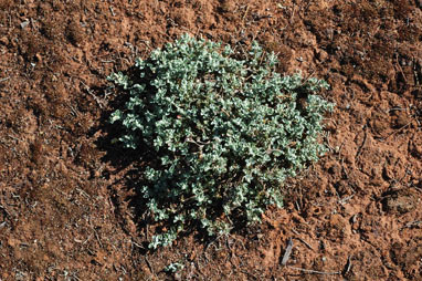 APII jpeg image of Chenopodium desertorum subsp. microphyllum  © contact APII