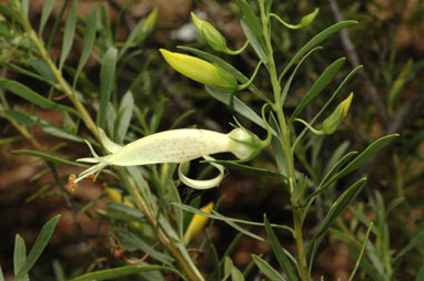 APII jpeg image of Eremophila maculata 'Aurea'  © contact APII