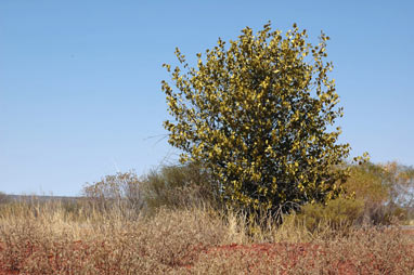 APII jpeg image of Psydrax latifolia  © contact APII