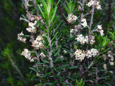 APII jpeg image of Pomaderris phylicifolia subsp. ericoides  © contact APII