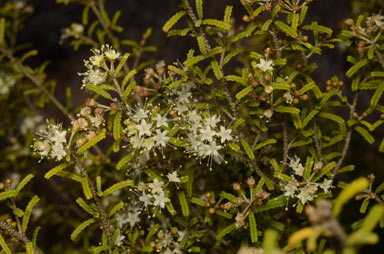 APII jpeg image of Phebalium glandulosum subsp. glandulosum  © contact APII