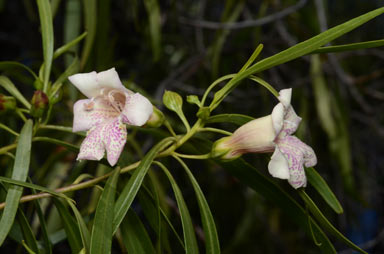 APII jpeg image of Eremophila bignoniiflora  © contact APII