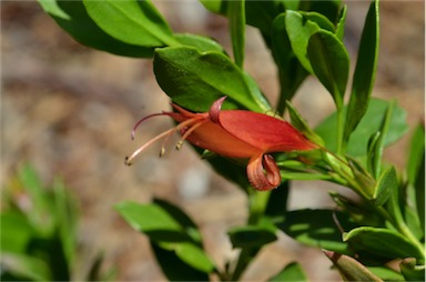 APII jpeg image of Eremophila glabra subsp. carnosa  © contact APII