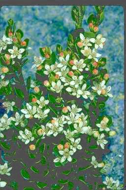 APII jpeg image of Nematolepis ovatifolia  © contact APII