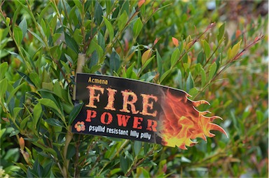 APII jpeg image of Acmena 'Fire Power'  © contact APII