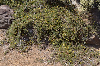 APII jpeg image of Pultenaea pedunculata  © contact APII
