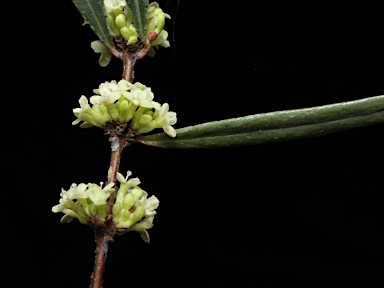 APII jpeg image of Pimelea axiflora subsp. axiflora  © contact APII