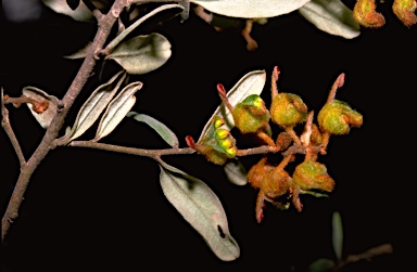 APII jpeg image of Grevillea floribunda  © contact APII