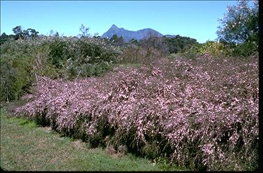 APII jpeg image of Leptospermum 'Pink Cascade'  © contact APII