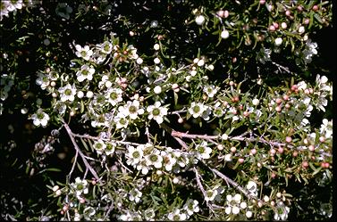 APII jpeg image of Leptospermum polygalifolium 'Pacific Beauty'  © contact APII