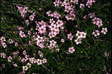 APII jpeg image of Leptospermum rotundifolium 'Julie Ann'  © contact APII