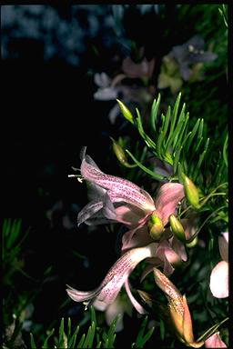 APII jpeg image of Eremophila abietina  © contact APII