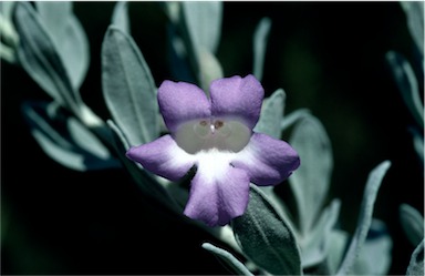 APII jpeg image of Eremophila bowmanii subsp. latifolia  © contact APII