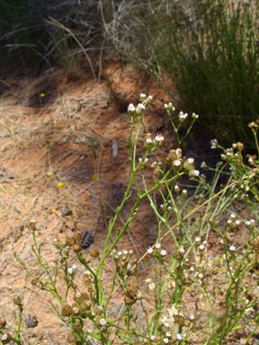 APII jpeg image of Pluchea rubelliflora  © contact APII